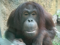 オランウータンの森｜展示動物紹介｜園内ガイド｜いしかわ動物園