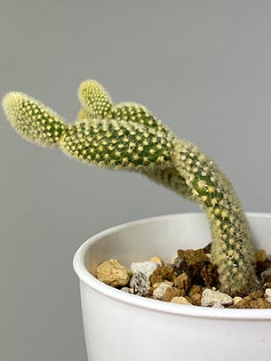 オプンチア バニーカクタス（白桃扇）の育て方