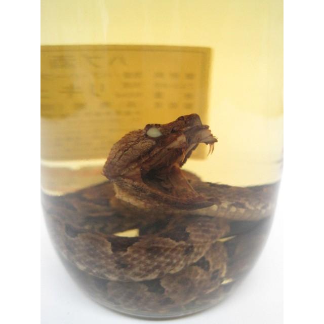 終売品】【ハブ入り】 南都酒造 ハブ入りハブ酒 800ml □注意事項を