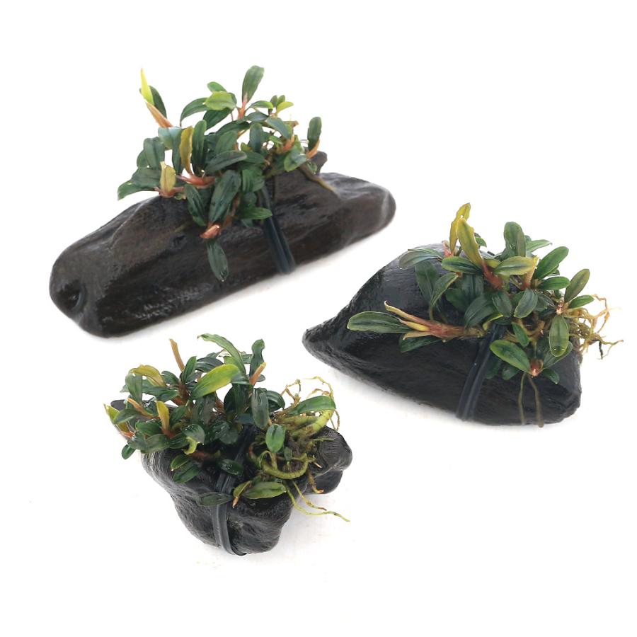 チャーム（charm） （水草）☆活着済☆ ブセファランドラsp．ボヤン