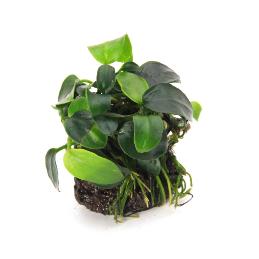 水草）☆活着済☆ アヌビアスナナ プチ 溶岩石小粒（約3〜5cm