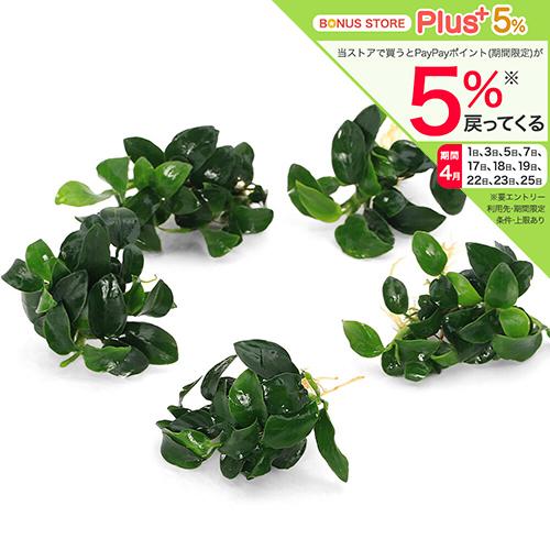 水草）☆株売り☆ アヌビアスナナ プチ （水上葉）（5株） : チャーム