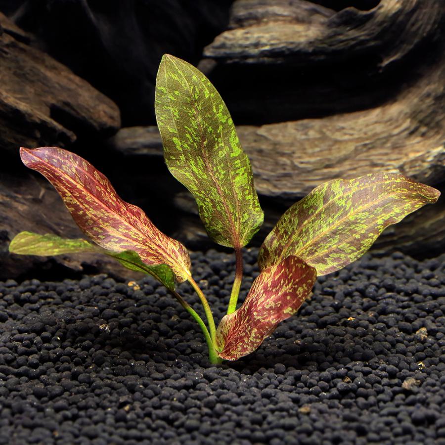 チャーム（charm） （水草）エキノドルス レッドフレーム（水中葉