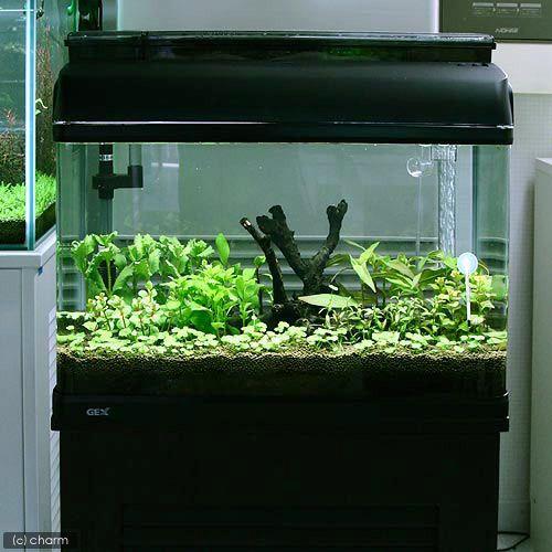 チャーム（charm） （水草）流木付 おまかせ水上葉 有茎草レイアウト