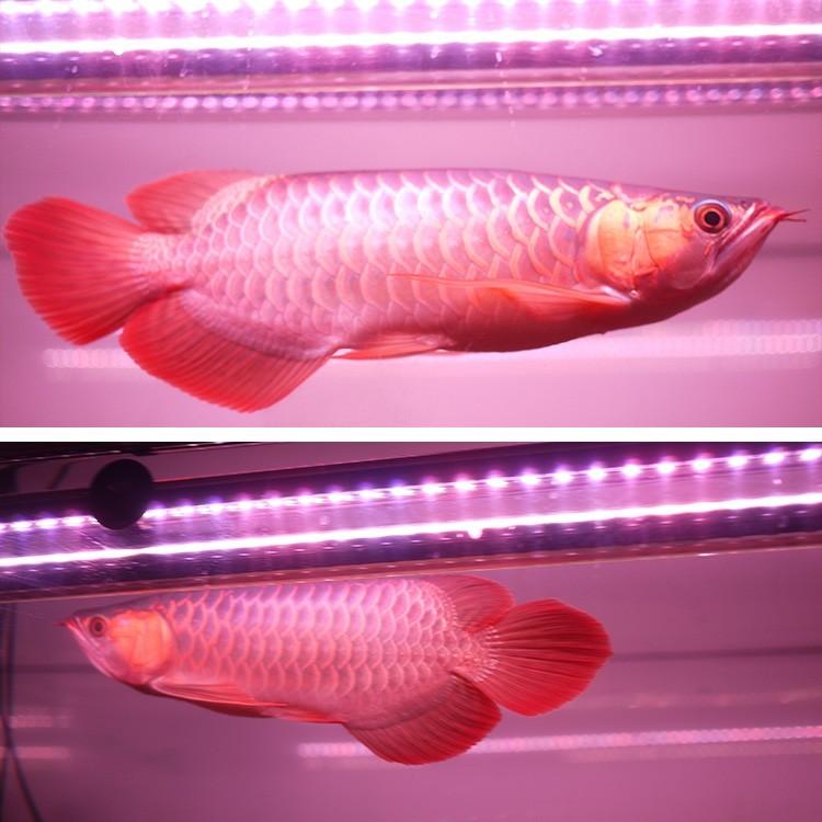 アロワナ ライト スーパーレッド 紅龍 水中 レッドアロワナ 水槽ライト