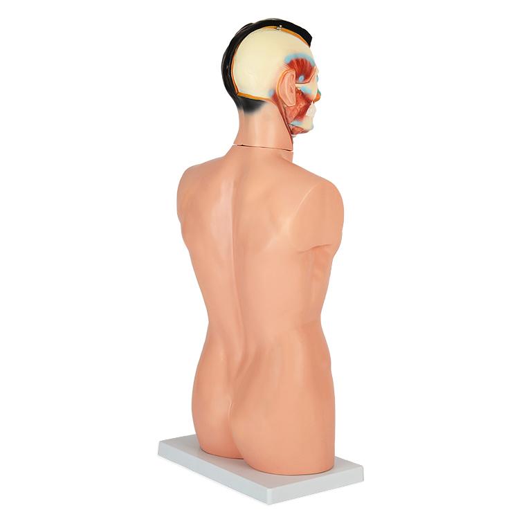 内蔵模型 人体模型85cm 男性 GX-201パーツ取り外し可 JK-2994Y : 株式