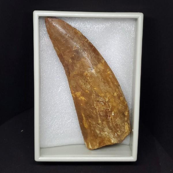 特特大 カルカロドントサウルス 歯の化石 本物 モロッコ産 122.96mm