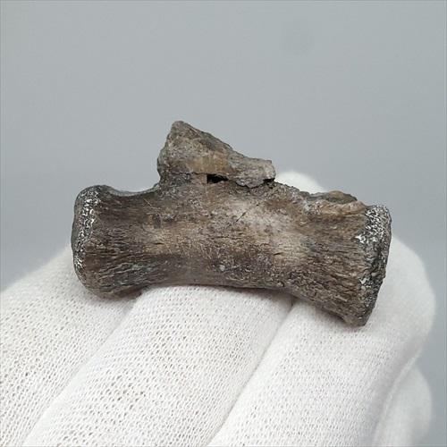 博物館級 ケラトサウルス 化石 骨 歯 恐竜 本物 ポルトガル産