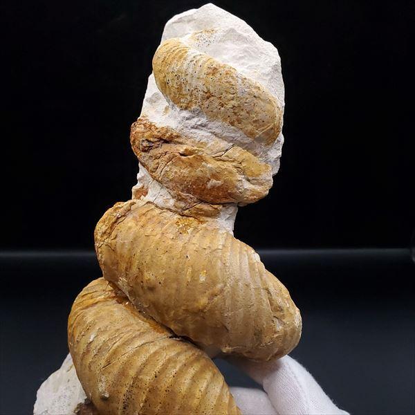 希少 異常巻き アンモナイト 化石 本物 フランス産 250mm プレゼント