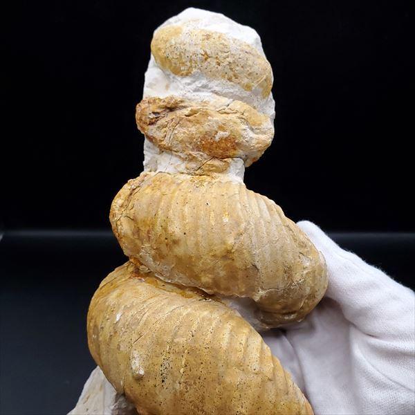 希少 異常巻き アンモナイト 化石 本物 フランス産 250mm プレゼント