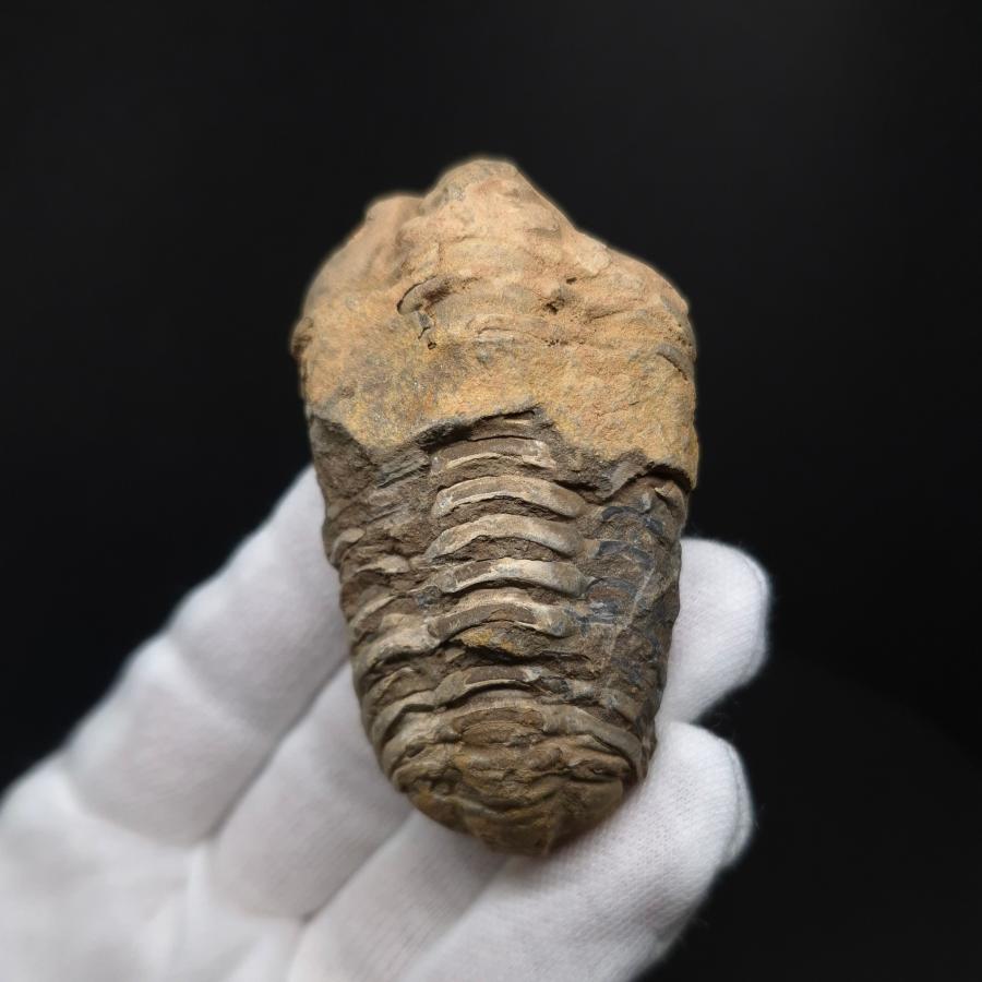 三葉虫 本物 フレキシカリメネ モロッコ産 69.62mm プレゼント ギフト