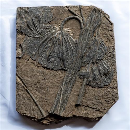 極上 ウミユリ トラウマトクリヌス 化石 本物 貴州省産 46cmプレゼント