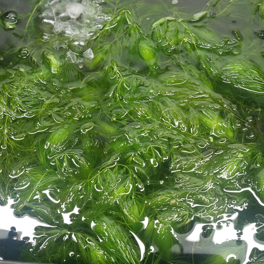 水草 マツモ 10本 金魚藻 : 有限会社高知熱帯魚サービス - 通販