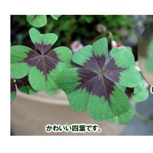 吉本花城園 幸せの 四つ葉のクローバー球根 15球セット 30球セット 50