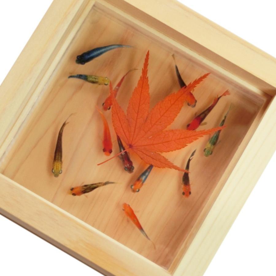 新仕様】メダカ飼育ケース 60㍑トロ舟x3個 オーバーフロー加工済 金魚