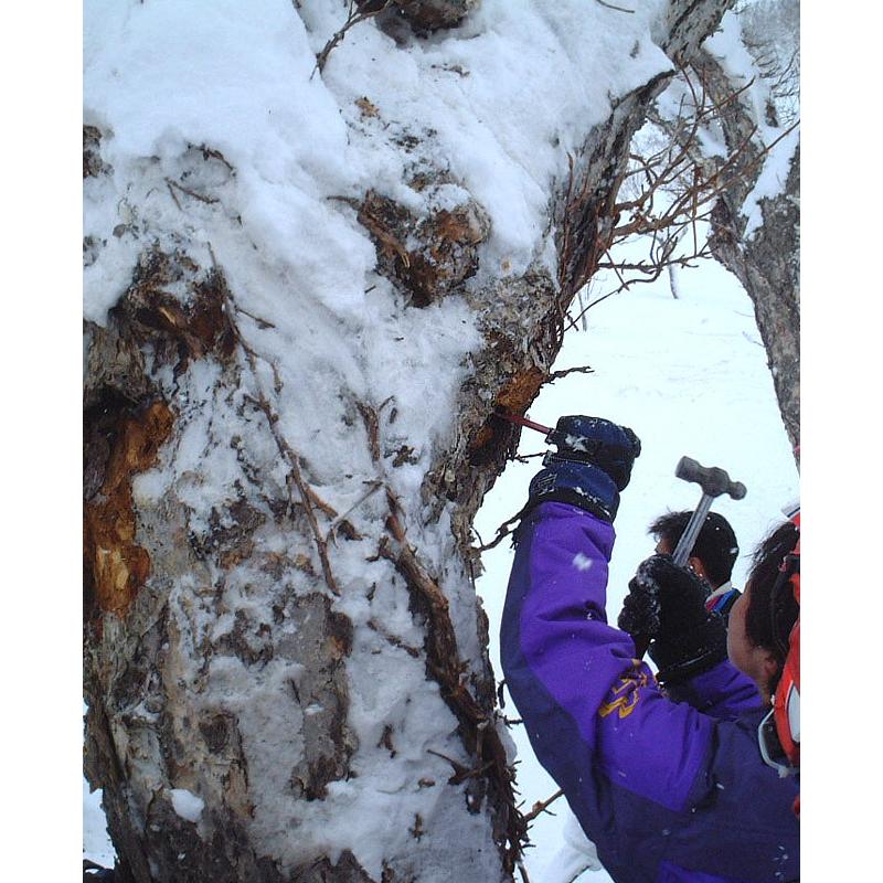 業務用 カバノアナタケ茶塊(原体)2.1kg(700g×3袋セット)北海道産