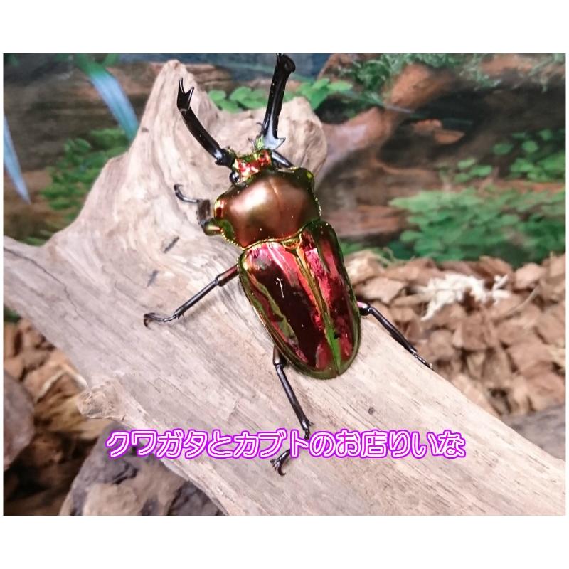 ニジイロクワガタ スーパーレッド ♂50mm ペア : クワガタとカブト