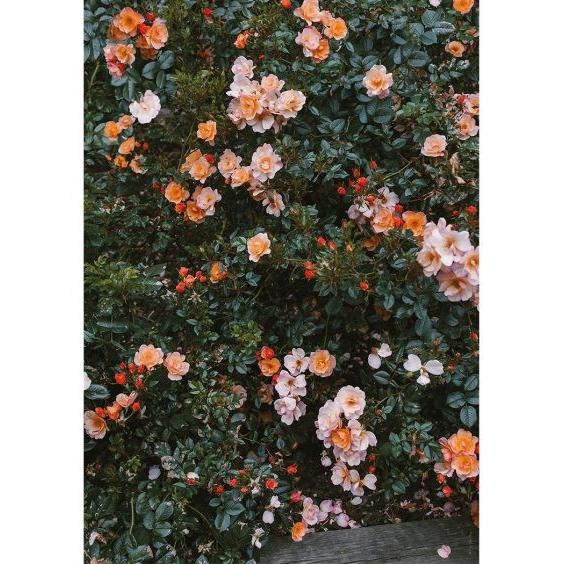 FINE LITTLE DAY | RED ROSES POSTER アートプリント/ポスター