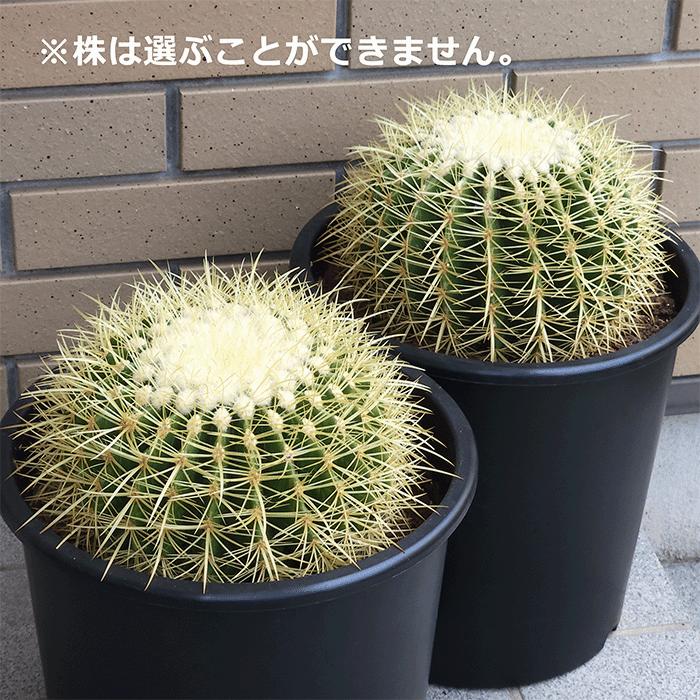 サボテン 金鯱 8号 プラ鉢 種類 一覧 鉢 丸 種 大型 エキノカクタス