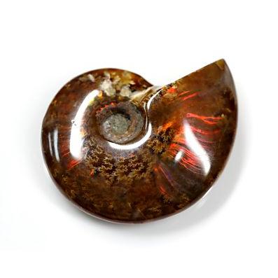 アンモナイトの化石 オーストリーで入手a012-420(yh) アンモナイトの