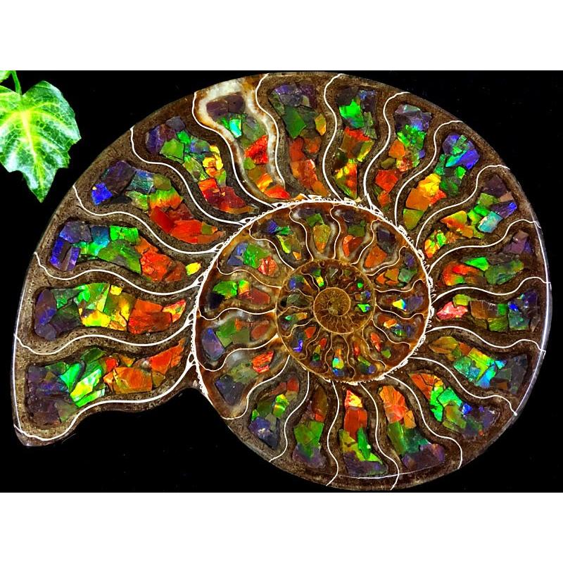 1点物！超激レア！虹色に輝くイリデッセンス☆アンモナイト化石宝石