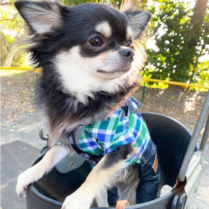 秋色チェックのパールオンギャザースモック/犬服/犬服ハンドメイド