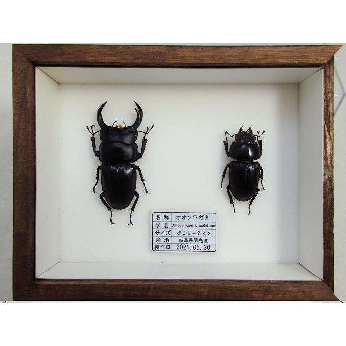 オオクワガタ♂62＋♀42（クワガタ標本） : オオクワ京都昆虫館
