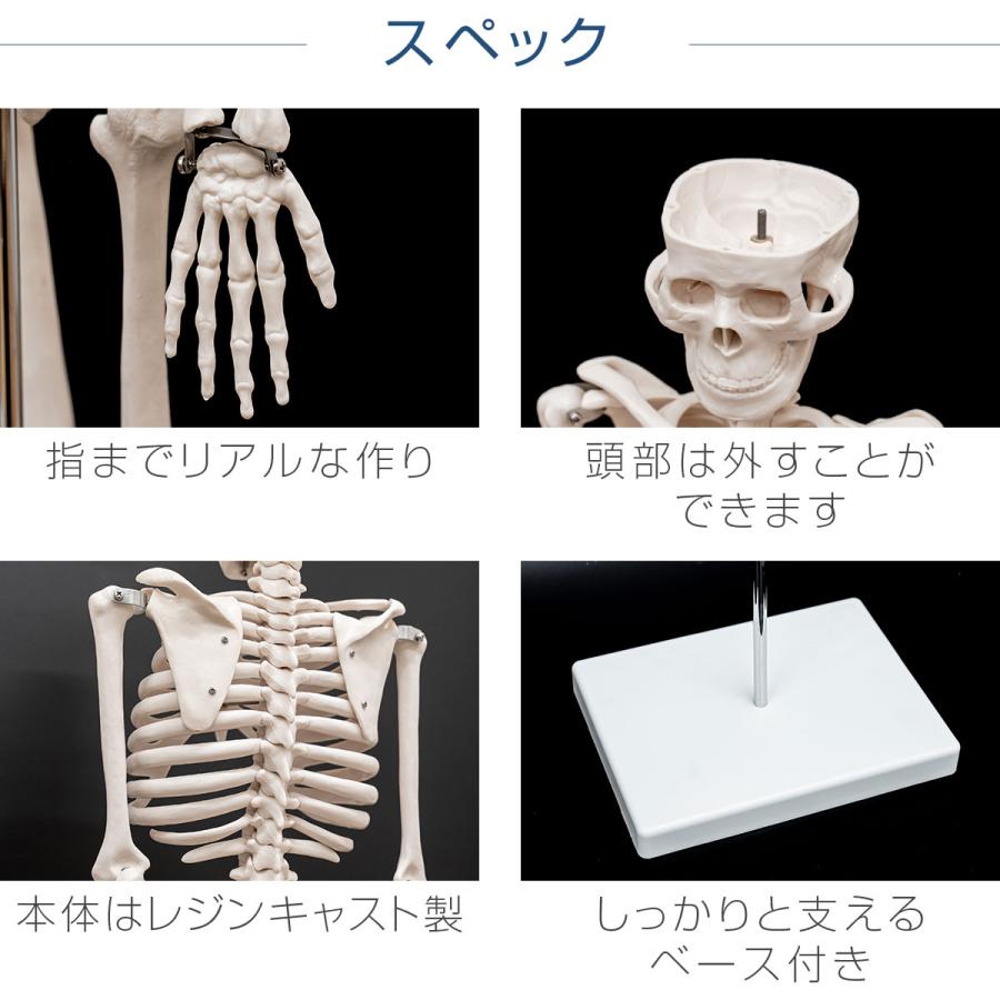 人体模型 1/2サイズ 85cm | MRG JAPAN Direct 1/2可動式人体模型 約