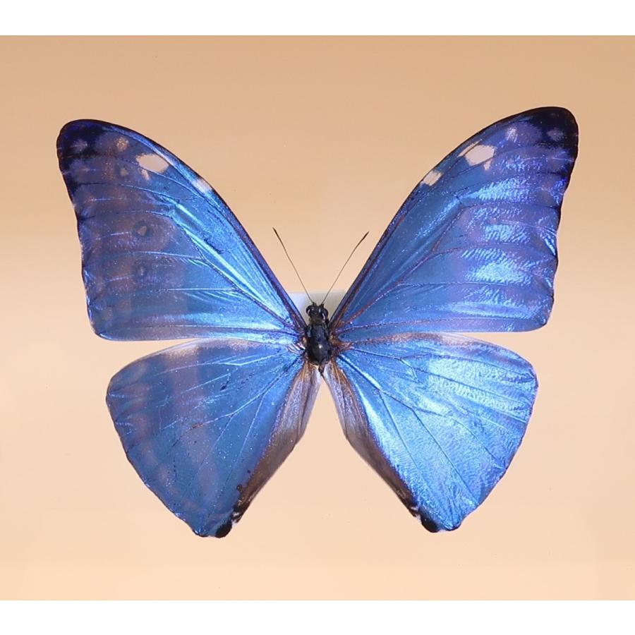 蝶の標本 アドニスモルフォ M.adonis ブラックフレーム チョウ