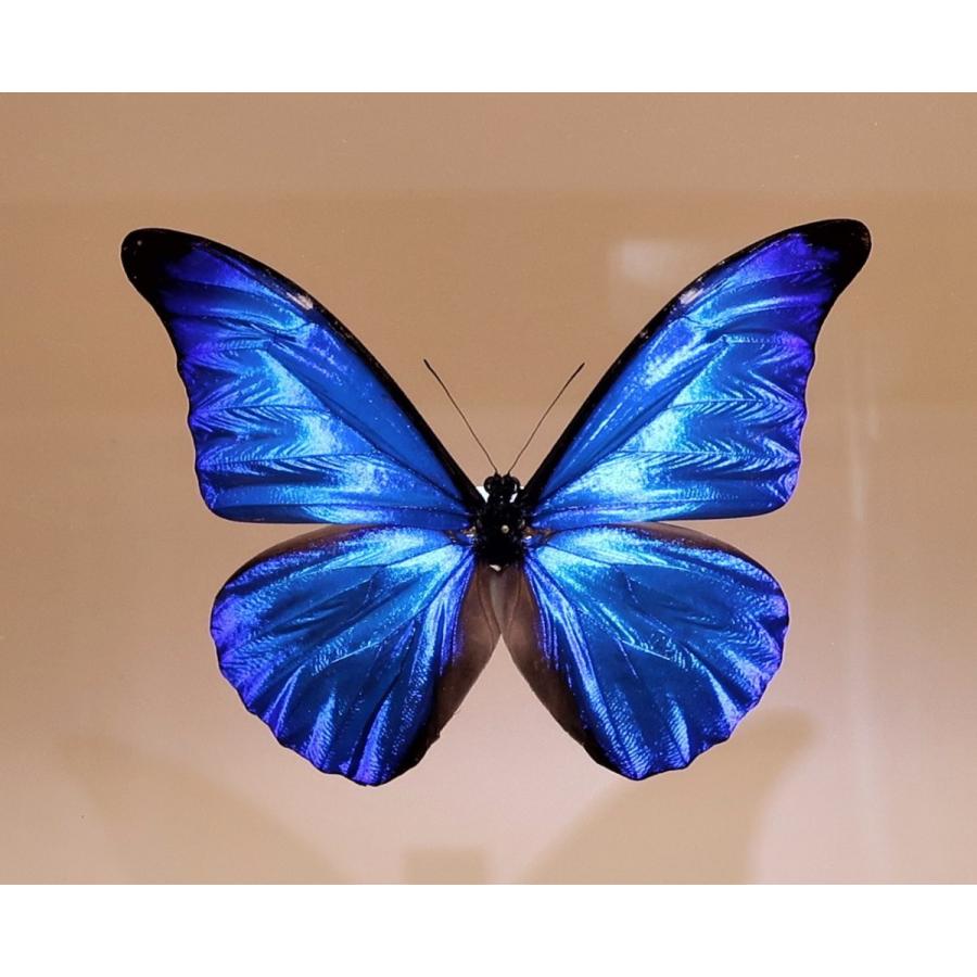 レテノールモルフォ 美麗 青い宝石 蝶 レテノールカキカモルフォ 標本