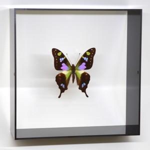 蝶の標本 ミイロタイマイ G.weiskei ブラックフレーム チョウ
