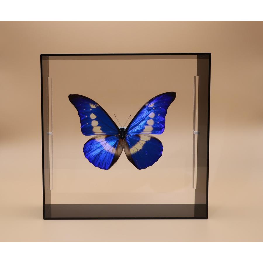 標本 Peru Morpho helena 115mm BicBugs Morpho helena framed pair