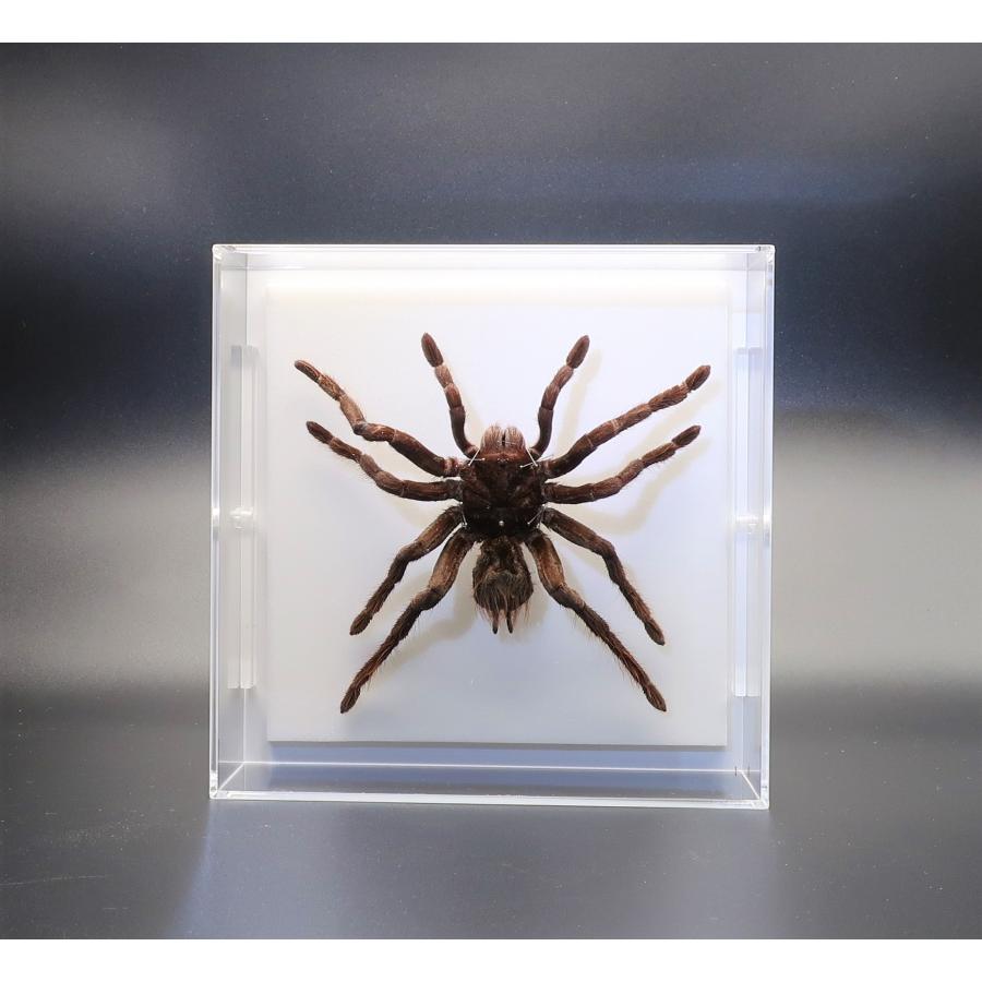 昆虫の標本 タランチュラ アクリルフレーム スケルトン : ラブリー