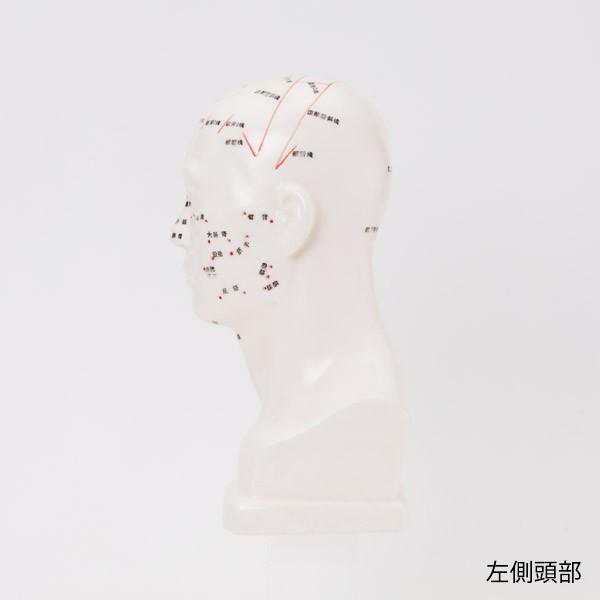 人体模型 経穴人形 7ウェルネ 頭部 鍼灸模型 中国語 20cm 鍼灸 経穴