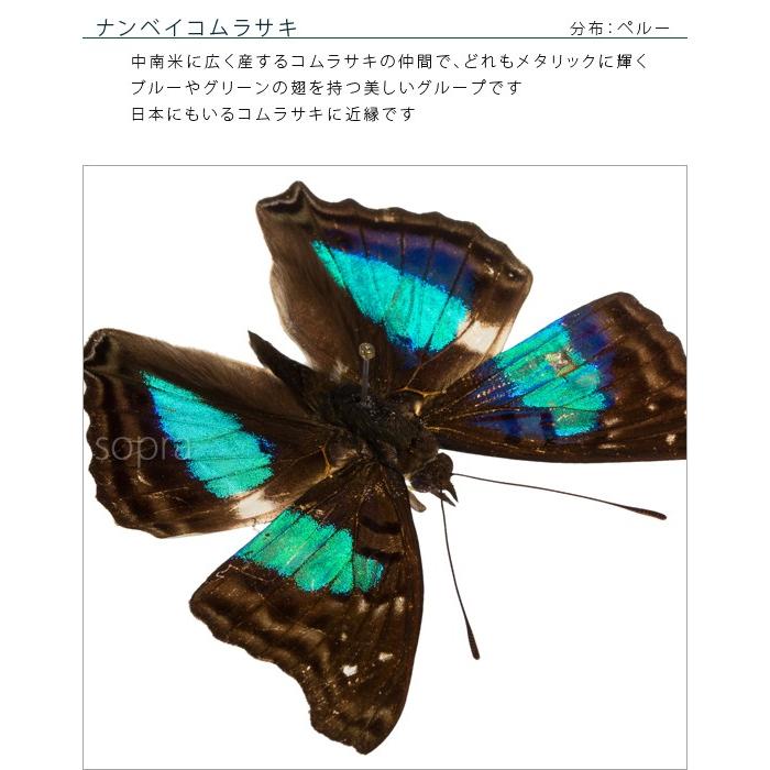 昆虫標本 蝶の標本 ナンベイコムラサキ アクリルフレーム 白