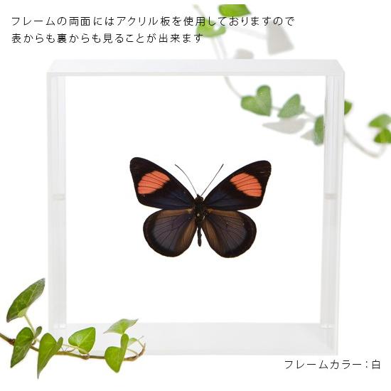 昆虫標本 蝶の標本 ベーツタテハ アクリルフレーム 黒 : ソプラノYahoo
