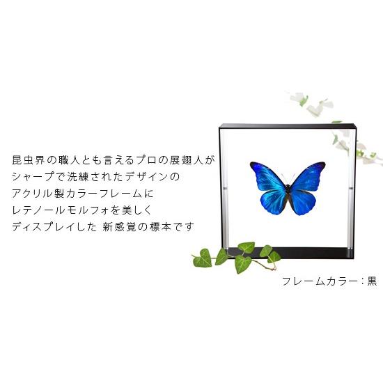 昆虫標本 蝶の標本 レテノールモルフォ アクリルフレーム 黒