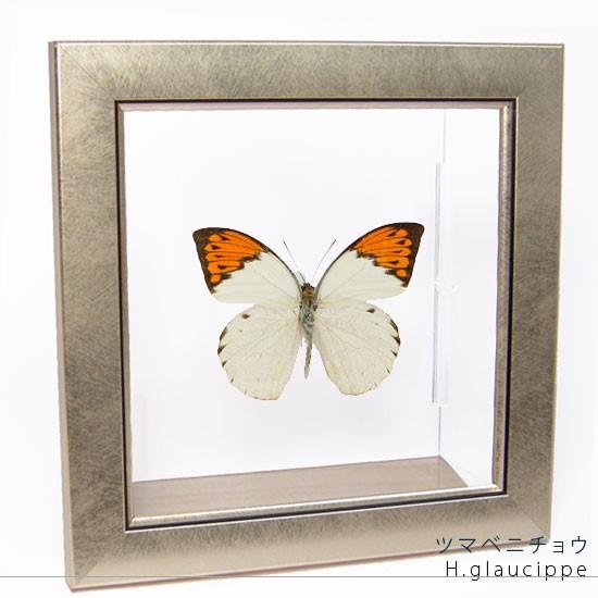 Yahoo!オークション - 蝶標本 ヒイロツマベニチョウ