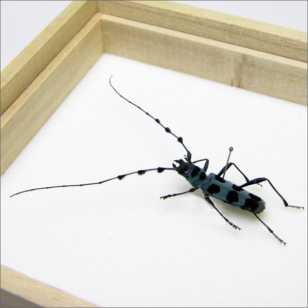 昆虫標本 ルリボシカミキリ 桐箱 : ソプラノYahoo!店 - 通販 - Yahoo