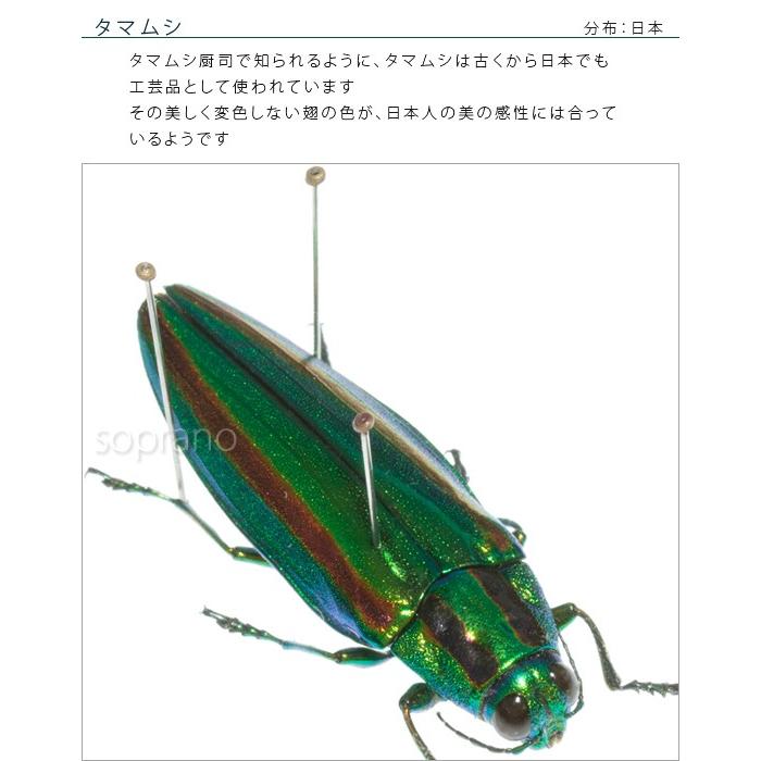 昆虫標本 タマムシ メタリック調ライトフレーム : ソプラノYahoo!店
