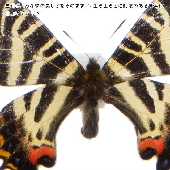 昆虫標本 蝶の標本 ギフチョウ メタリック調ライトフレーム : ソプラノ