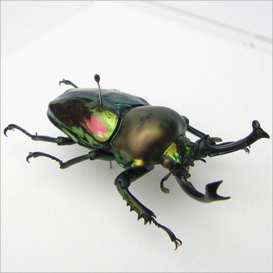 昆虫標本 ニジイロクワガタ アクリルフレーム 透明 : ソプラノYahoo!店