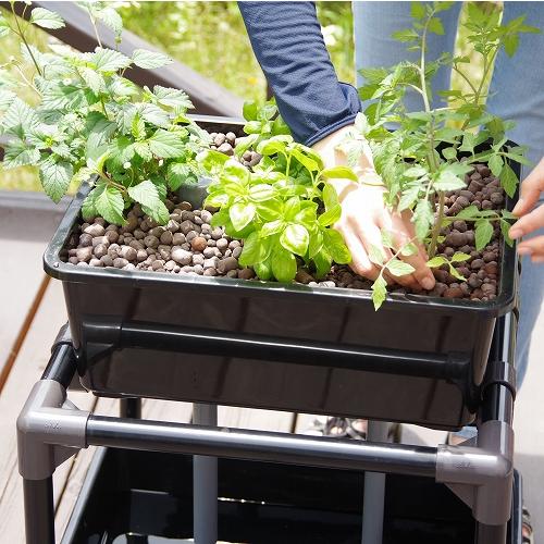 小型 アクアポニックス 水耕栽培 キット オーバーフロー 水槽 / さかな