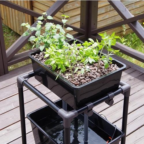 小型 アクアポニックス 水耕栽培 キット オーバーフロー 水槽 / さかな