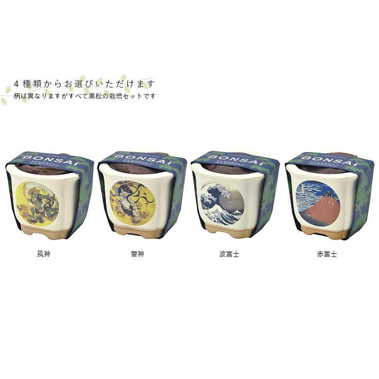 栽培セット 盆栽 栽培キット 聖新陶芸 GD-640 JAPANESE BONSAI 黒松 4