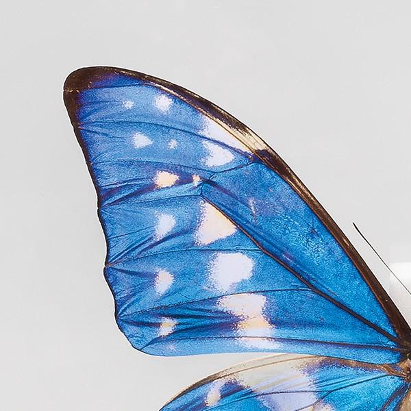 KY-1010 キプリスモルフォ 昆虫標本 : 三宝堂Yahoo!店 - 通販 - Yahoo