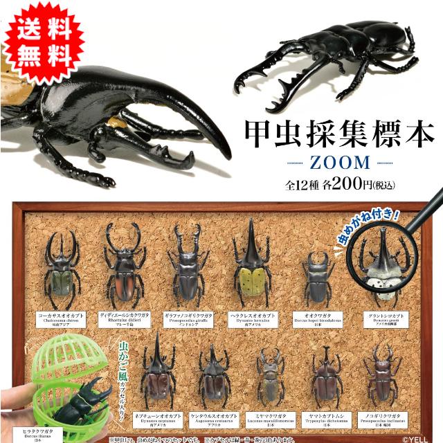 YELL 甲虫採集標本 ーZOOMー 全12種コンプリート ※虫かご風カプセル