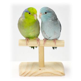 三晃商会 SANKO 小鳥のT型ローパーチ 小さなスタンド ミニスタンド