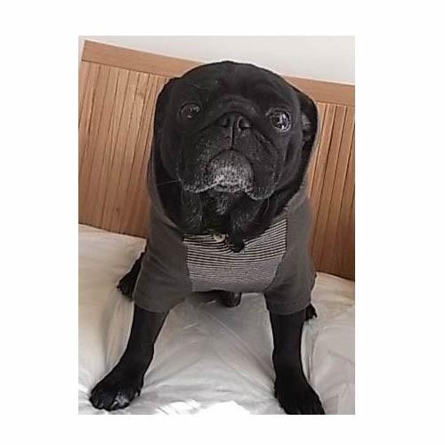 A4印刷型紙 犬服フード付きTシャツ(S〜LL/ハンドメイド/洋裁/ミシン