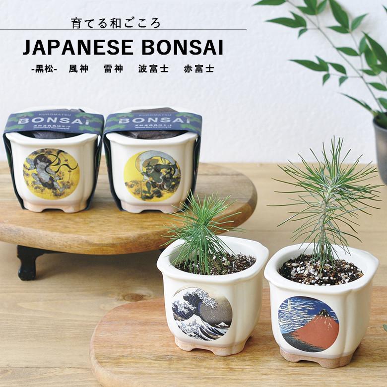 聖新陶芸 GD-640 JAPANESE BONSAI 黒松 4種類から柄が選べます : もの